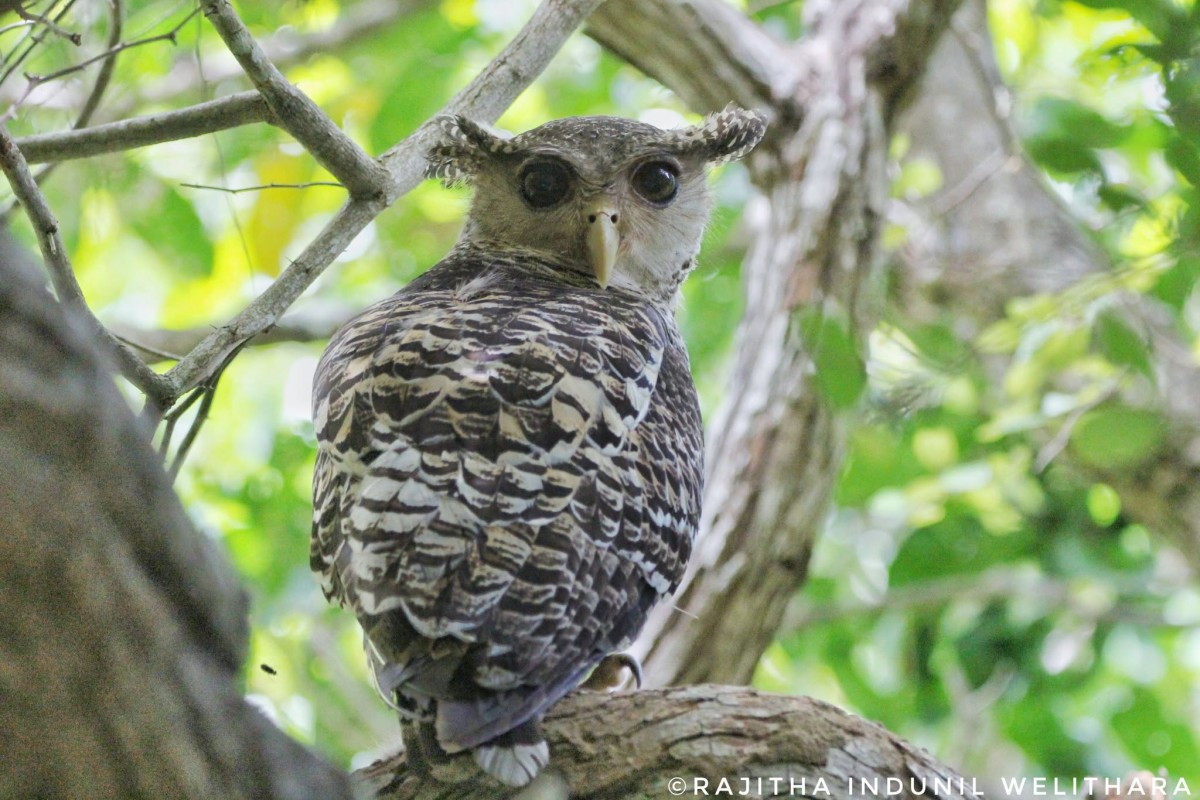 Bubo nipalensis Hodgson